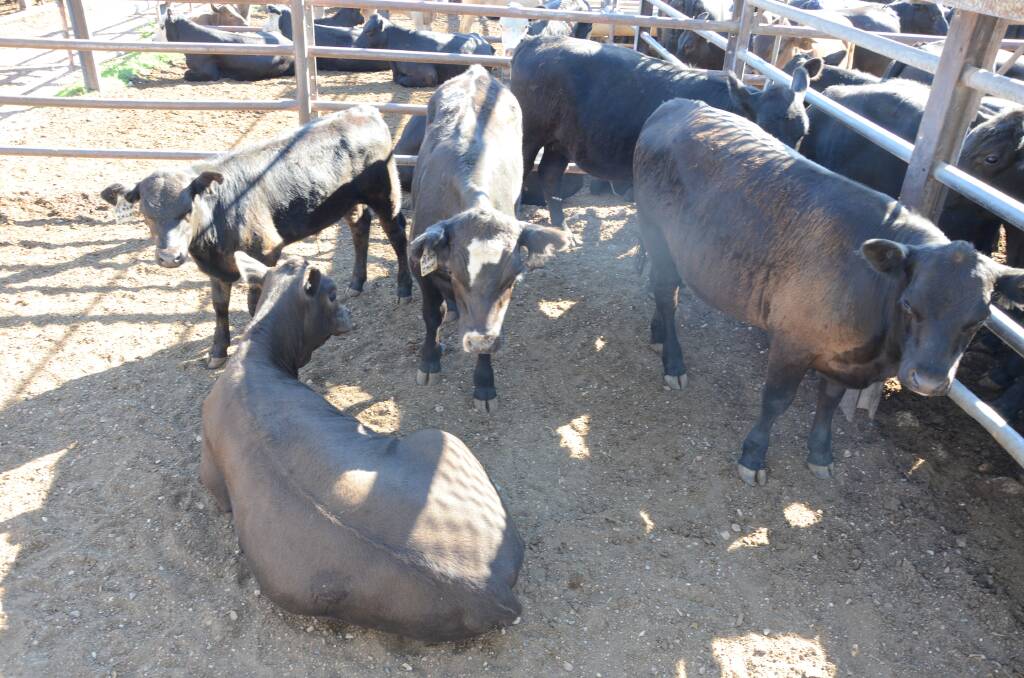 Tough times: Saleyard offerings have been reflecting the lack of rain.