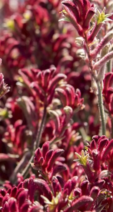 Colourful flowers: Perennials such as the kangaroo paw and many others can add great lasting colour to gardens over a number of years.