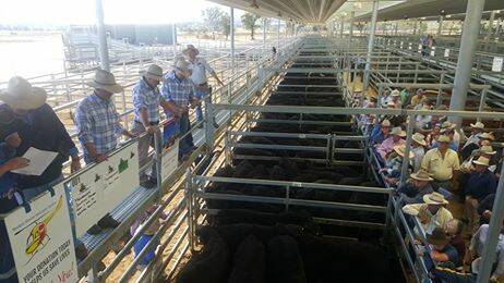 Pitt Sons kick off the sale with the Mirrabooka calves. Photo: Contributed