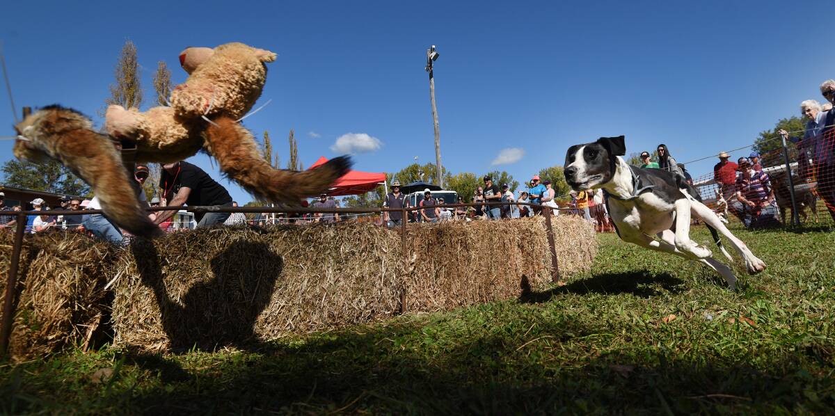 ACTION: Stumpy's Circular Dog Derby was the perfect warm-up to official The Great Nundle Dog Race on Sunday. Photo: Gareth Gardner
