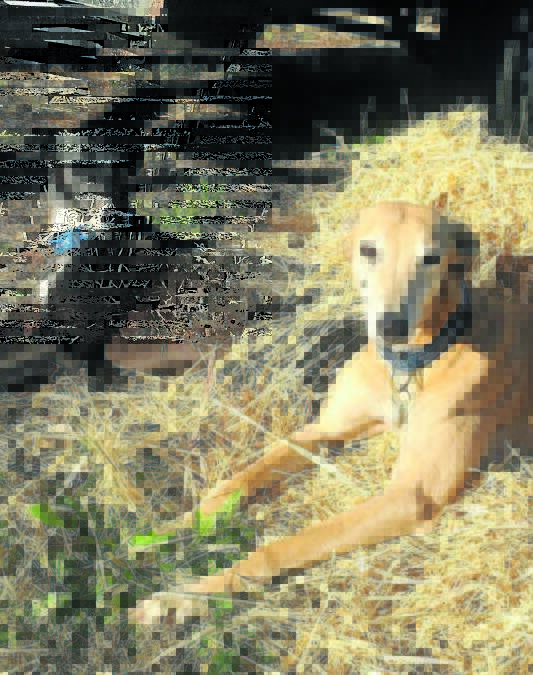 Dog racing’s final chance to clean up its act