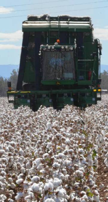 WARNING: Spray drift has caused widespread damage to CSIRO experimental cotton plots at the Australian Cotton Research Institute near Narrabri.