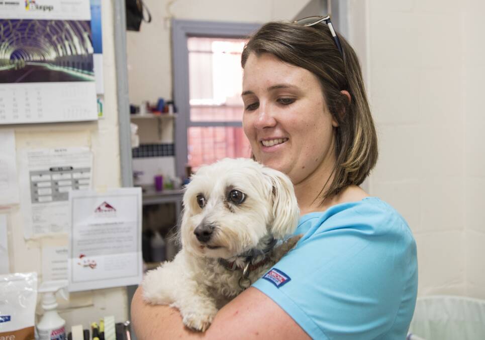 CUDDLES: Jessica Wise gives Bella some love at Tamworth Veterinary Hospital. Photo: Peter Hardin 221216PHE064