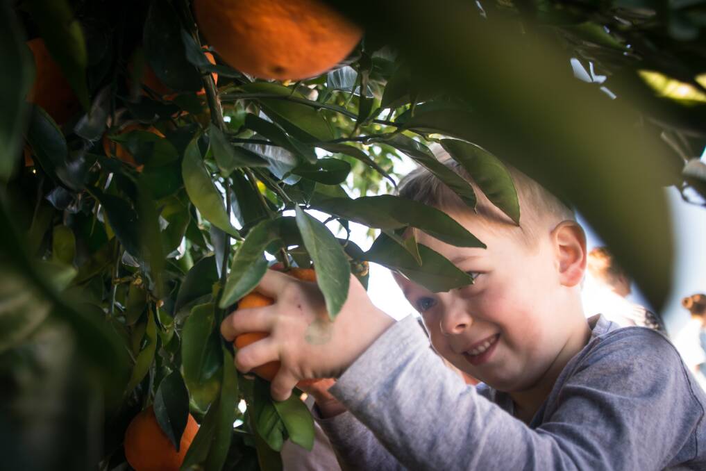 FEELING ZESTY: Leroy Evans picks oranges during day one of the Bingara Orange Festival on Friday. Photo: Simon McCarthy