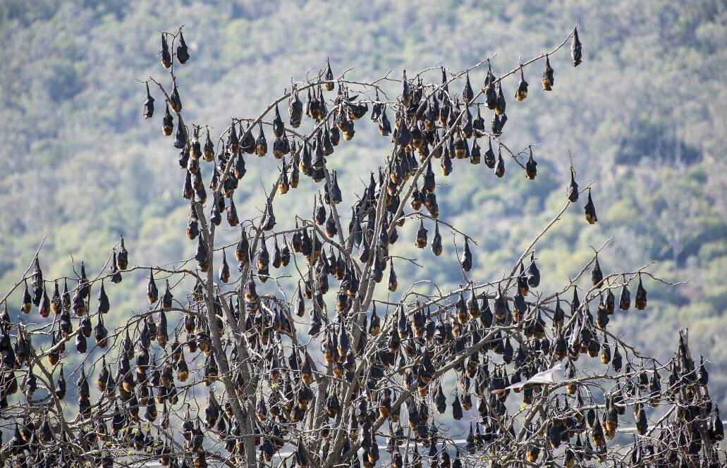 INFLUX: Council has been given the green light to cut down trees and offer subsidies to reduce the impact of the flying fox colony in Tamworth. Photo: Peter Hardin