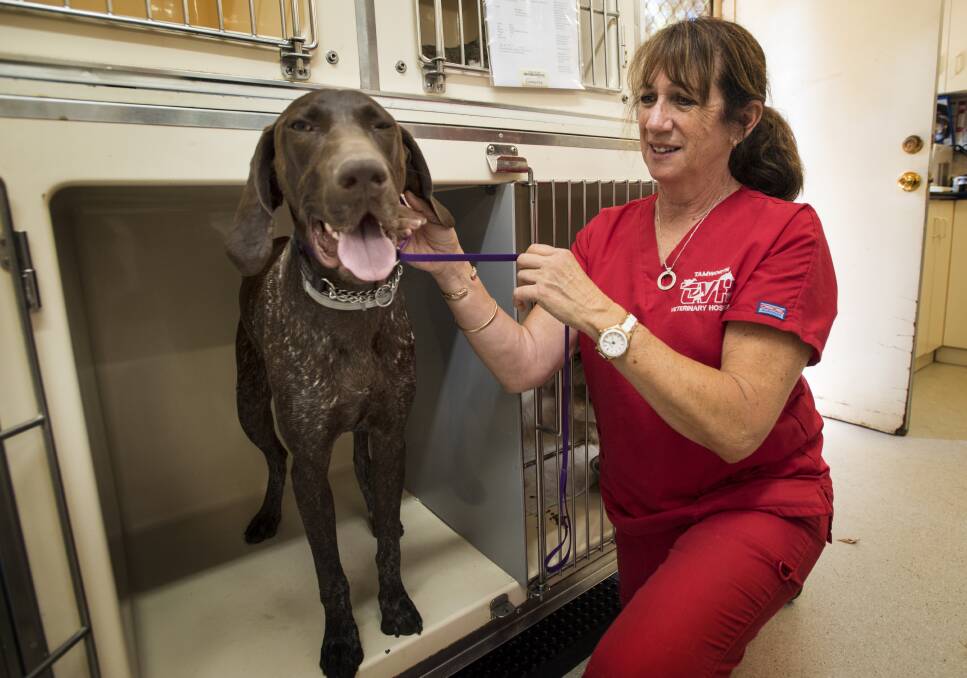 COME HERE: Tamworth Veterinary Hospital vet nurse Kerrie Ebbeck checks over Jonty. Photo: Peter Hardin 221216PHE038