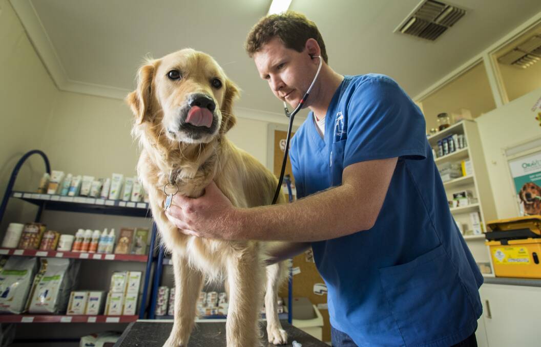CHECKED OUT: Dr Ryan McGhie, of Tamworth Veterinary Hospital, checks out George amid a parvovirus outbreak in the region.  Photo: Peter Hardin 221216APHE001