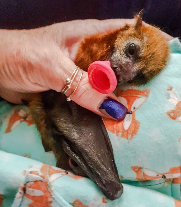 Rescued bat Maria, eight days old on Wednesday. Picture: Janine Davies, Shoalhaven Bat Clinic and Sanctuary
