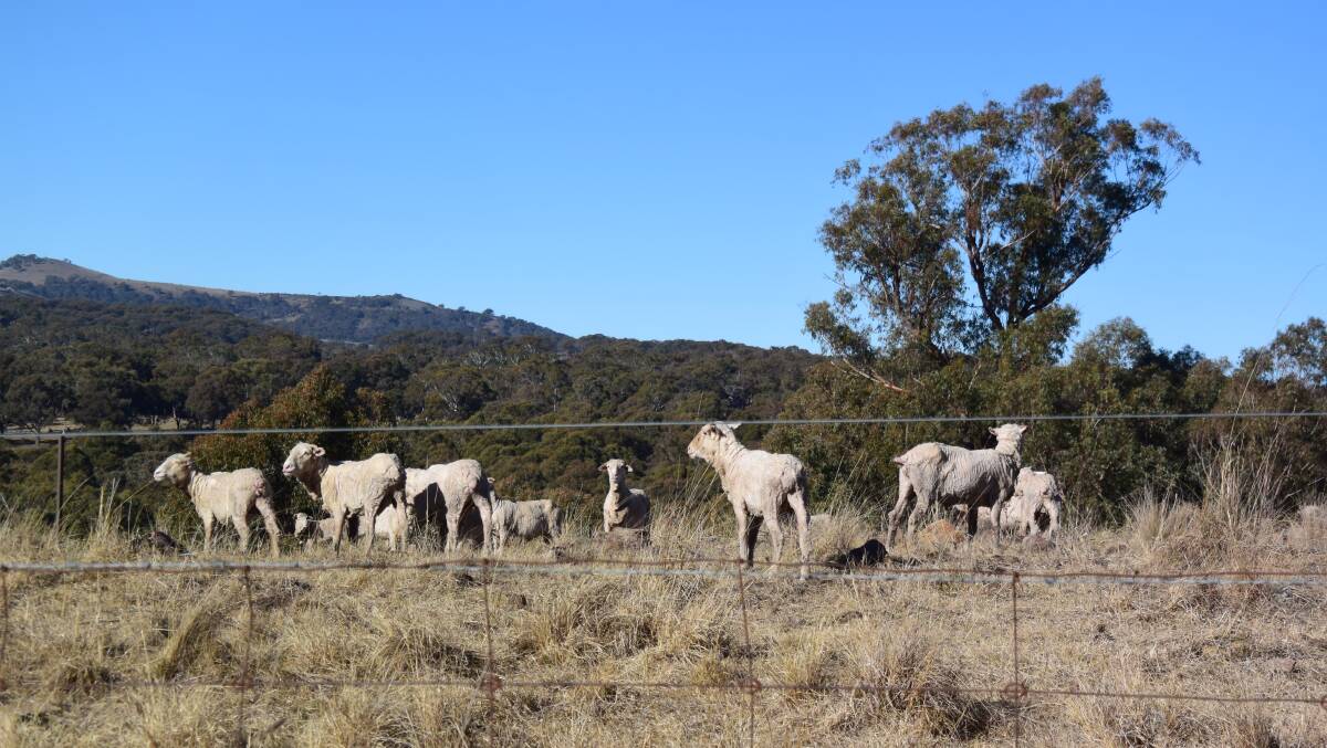 A flock of 40 sheep were stolen from a paddock north of Inverell last week and 30 of them were returned to the paddock after the New England rural Crime Prevention Team issued a public media release on the incident.