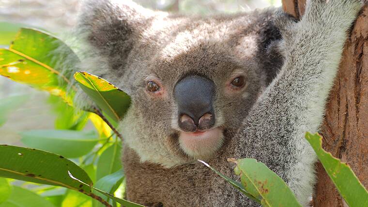 Koala populations are being assessed for survivabilty in the wake of disastrous east coast bush fires.