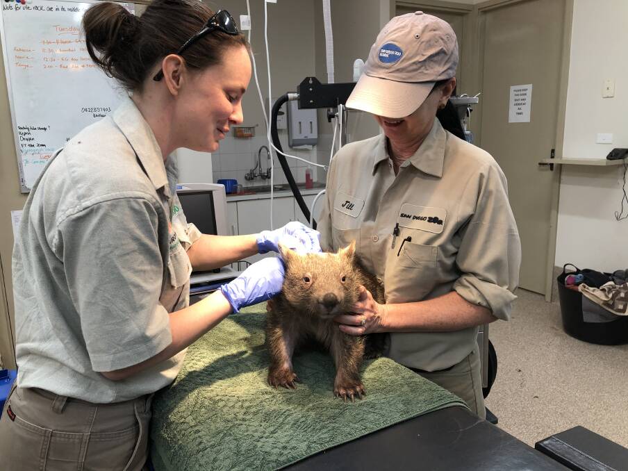 ROAD TO RECOVERY: The burnt wombat during treatment at Taronga Western Plains Zoo. Photo: SUPPLIED