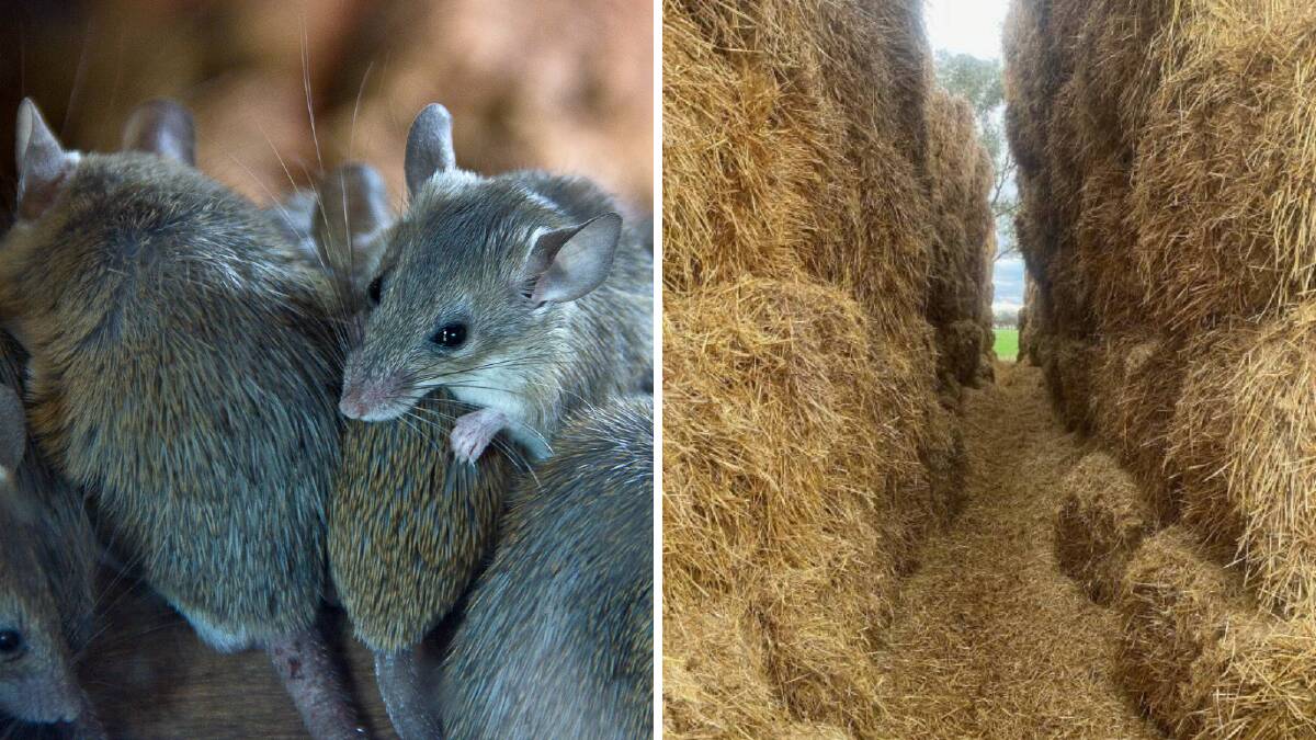 Mice 'flowing like water' out of truck as plague shows no signs of abating