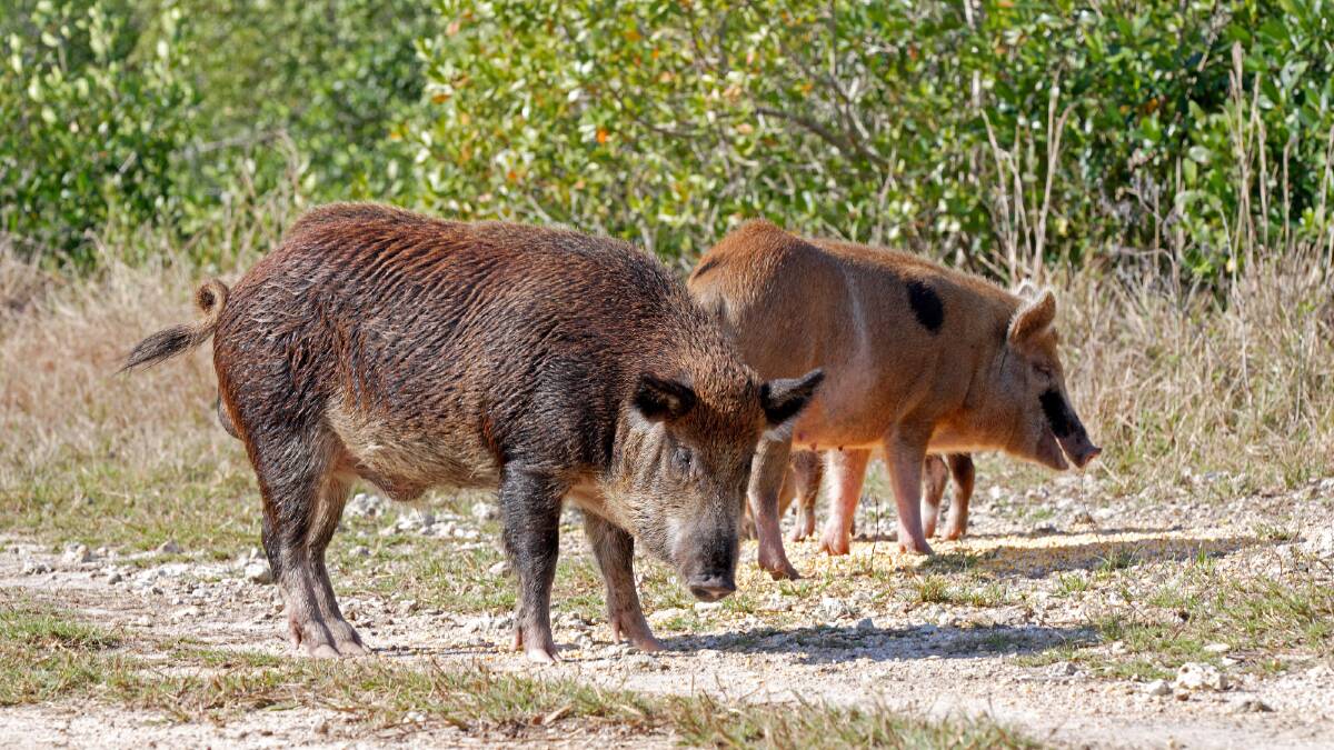 Farmers need help to control rising populations of feral pigs, a national strategy says. Photo: File