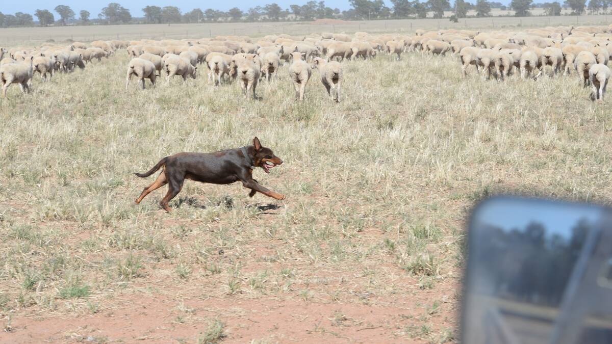 Desperate drought-affected farmers dumping farm dogs in NSW