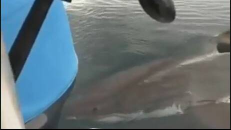 Dunsborough fisherman Warren Brown captured this incredible footage of a shark circling his boat off Dunsborough.