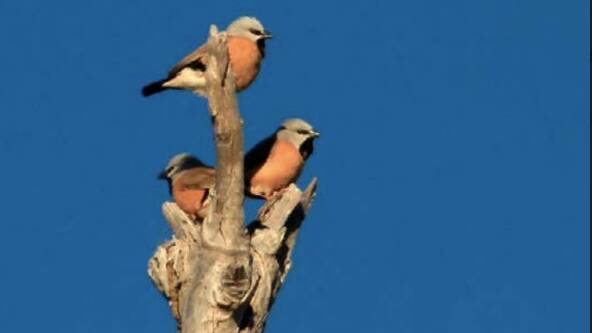 Debate rages over the conservation of the black-throated finch at Adani's Carmichael mine. 