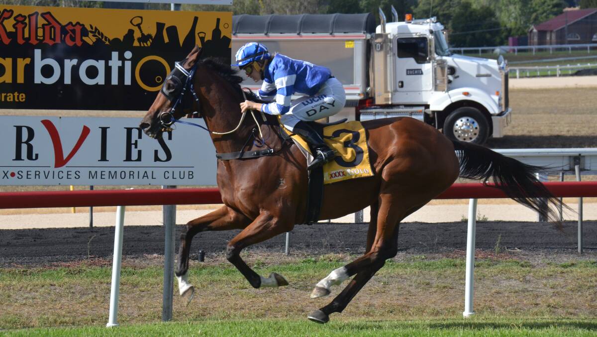 HE'S BACK: Last year's Armidale Cup winner Scotty Be Gotti and trainer David Callaughan will make the trip up from Tuncurry for another shot at the $60,000 race. 