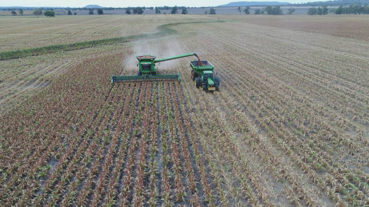 Sorghum harvest underway at Peter and Charmaine Cook's property, Barana at Coolah. Photo supplied by Peter Cook