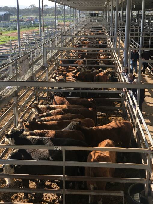 Previously at RLX saleyards vendors and non-registered buyers could inspect cattle prior to the sale, but had to leave before the auction got underway. Now they are allowed to remain on site. 