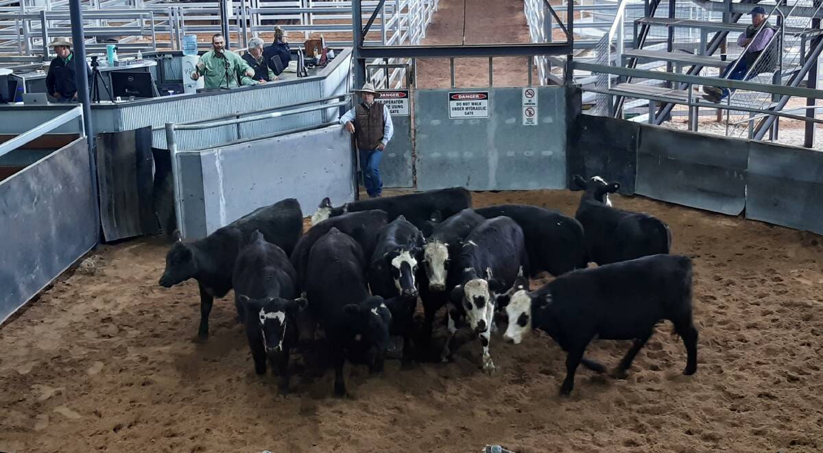 The Scone store sale is being held on June 4 for the first time since 2018, in their new saleyards. Photo supplied.