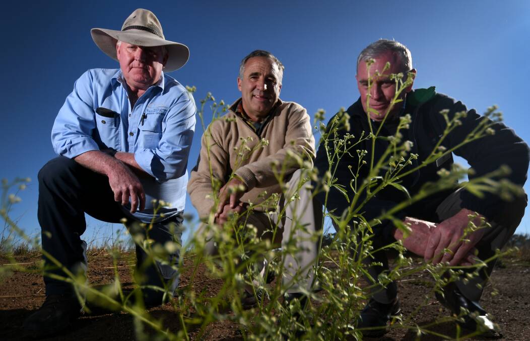 UNWELCOME: Council's Mal Stein, farmer James Hook and NSW DPI weed expert Philip Blackmore with a sample of parthenium weed. Photo: Gareth Gardner 170620GGA05