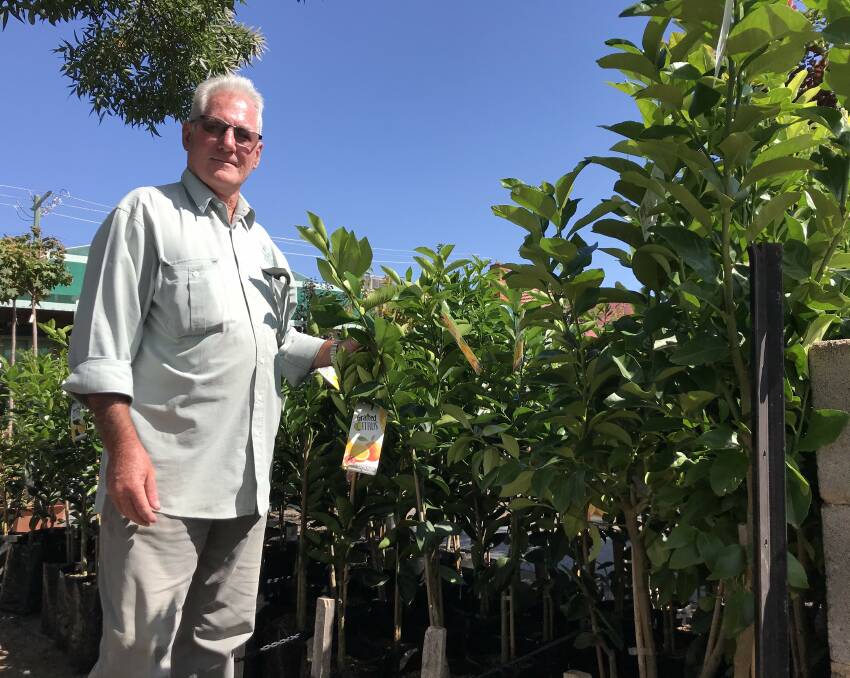POPULAR PLANTS: Tamworth Nursery owner Steve Smith said vegetable seedlings and citrus trees are selling hot. Photo: Anna Falkenmire
