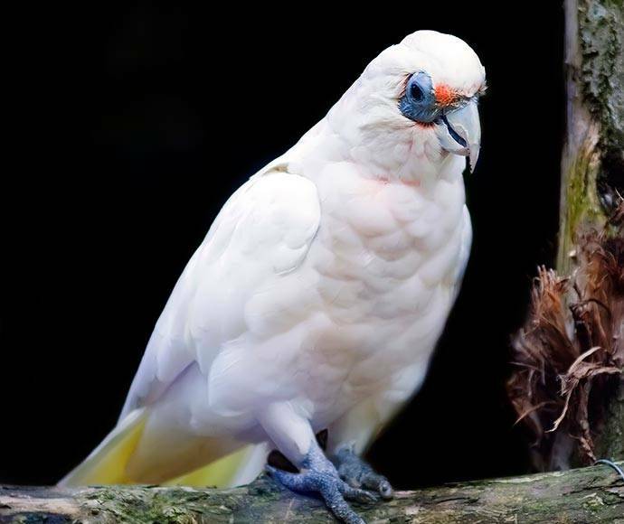 BIRD KILL: Investigations into a mass bird death in Manilla revealed the Corellas likely consumed a treated crop. Photo: Supplied