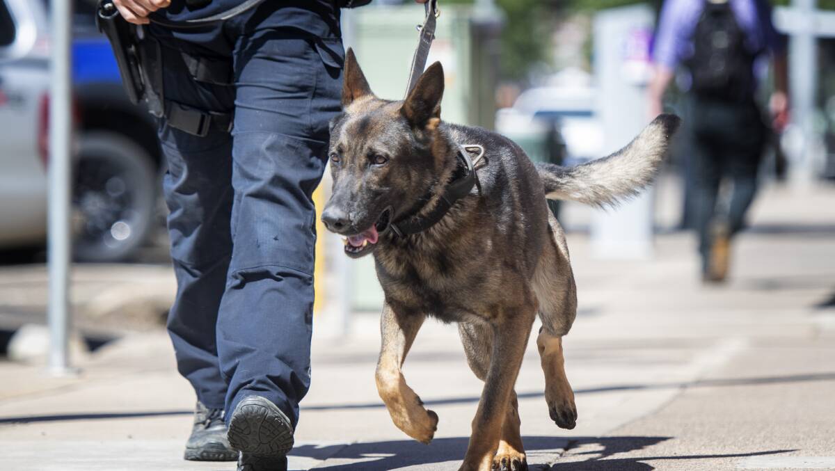 ARRESTED: The accused was cornered by police dog Alpha after an alleged assault. Photo: Peter Hardin, file