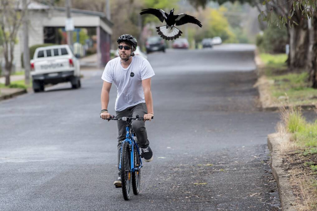 GOT YA: We caught Northern Daily Leader photographer Gareth Gardner getting swooped by a magpie on his bike back in 2016. Photo: Peter Hardin