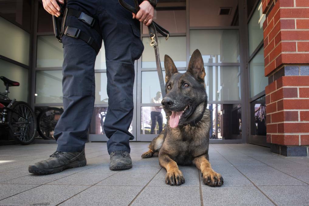 NEW DATE: A man who was arrested with the help of the squad's police dog Alpha will front a hearing later this year. Photo: Peter Hardin, file