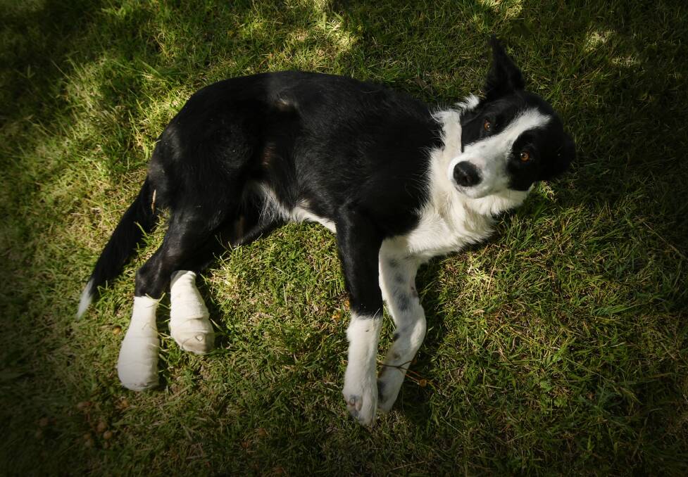 BANDAGED UP: Pippi the pup is all bandaged up, after she had to have several grass seeds removed from her ears, paws and mouth under anaesthetic, and vets are warning dog owners to be careful of pesky grass seeds during spring. Photo: Gareth Gardner 