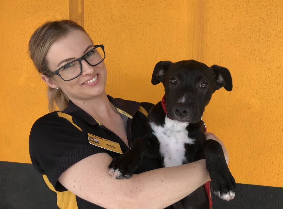 PET TREAT: Petbarn Tamworth manager Haley Andrews with RSPCA puppy Elroy. Photo: Anna Falkenmire