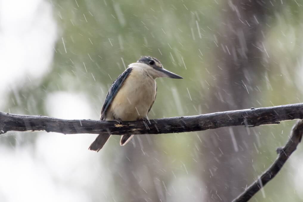 SUMMER RAIN: Tamworth has waded through one of the wettest summer seasons in recent history. Photo: Peter Hardin