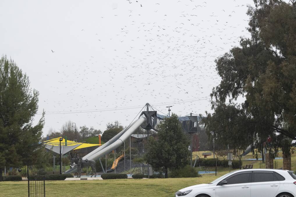 SWARM: Flying foxes have set up "hotel" near the park playground. Photo: Peter Hardin