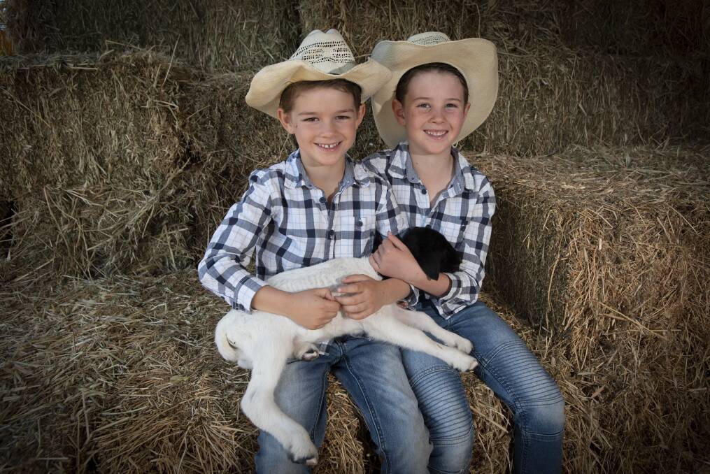 SPRING LAMB: Bailey Weik and his brother Lachlan have been raising a tiny poddy lamb at a Tamworth property in the lead-up to spring. Photo: Peter Hardin 310821PHA029