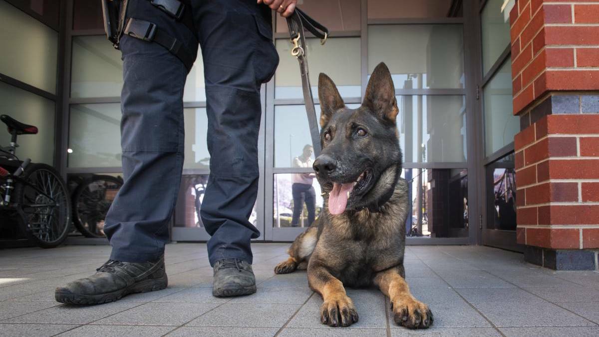 WOUNDED: Police dog Alpha arrested the man in the early hours of New Year's Day last year. Photo: Peter Hardin, file