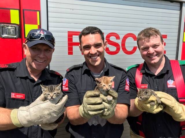 CUTE CATS: It's lucky these little kittens have nine lives, because the youngsters had to be rescued by firies earlier this morning. Photo: Fire and Rescue NSW