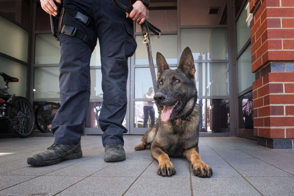 DATE SET: A man who was arrested with the help of the squad's police dog Alpha will front a hearing next year. Photo: Peter Hardin, file