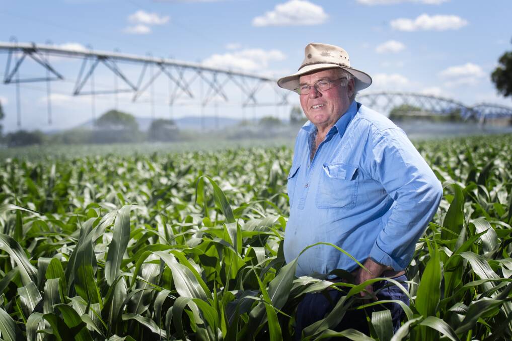 GREEN AGAIN: Water allocations have given Tamworth dairy farmer Wes Brown the confidence to once again plant paddocks full of corn to feed his cows. Photo: Peter Hardin