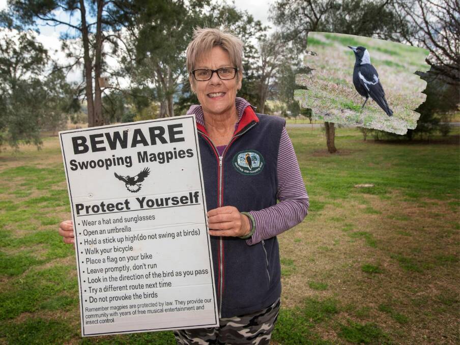 SWOOPING IN: Magpie swooping season is upon us, and Tamworth-based wildlife carer Janina Price has some tips on how to co-exist with the creatures while they're protecting their young. Photos: Peter Hardin