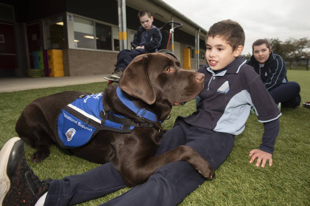 FURRY FRIEND: Bullimbal School student Ethan Jarick plays with the new kid in class, an assistance dog named Inka. Photo: Peter Hardin 240620PHC082