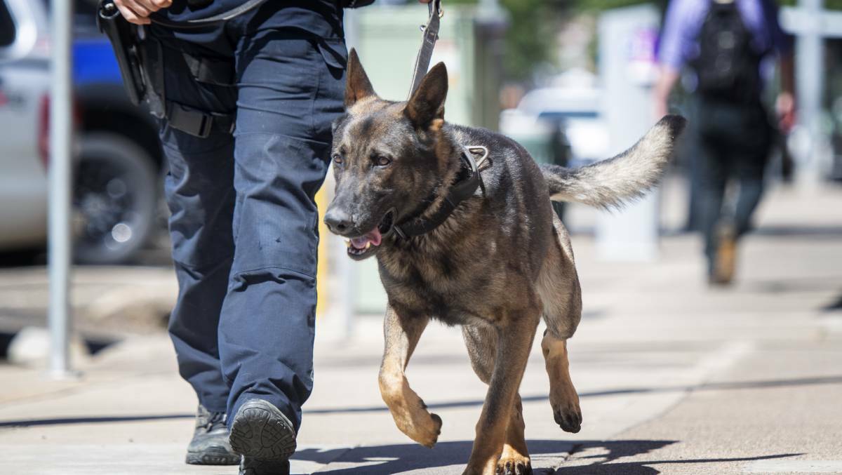 ARREST: The man was cornered and arrested by the police dog squad on New Year's Day. Pictured is police dog Alpha. Photo: Peter Hardin
