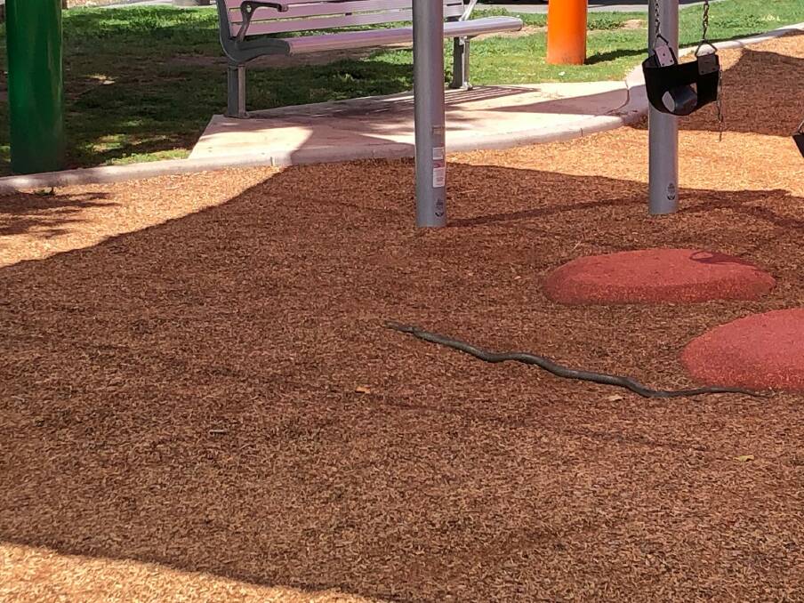 SPOTTED: A slithering snake caused a stir at the Tamworth Regional Playground on Wednesday. Photo: Facebook