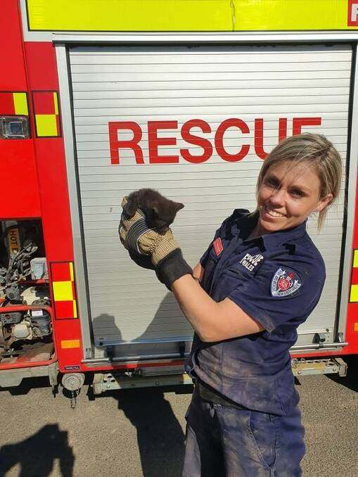 SAVED: A cute couple of kittens were caught out in a roof on Thursday, but Tamworth firies came to their rescue. Photo: Fire and Rescue NSW