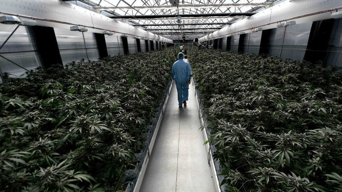 CANNABIS CENTRE: The ANTG medical cannabis farm near Armidale. Photo: Gareth Gardner, file.