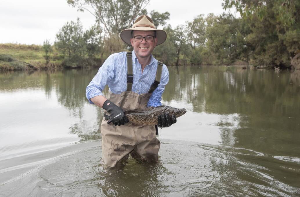 KISS OF LIFE: Minister for Agriculture Adam Marshall got his feet wet releasing this enormous cod back into the Peel river. Photo: Peter Hardin 