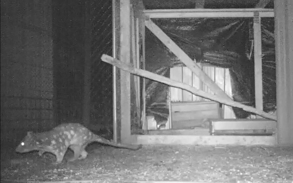 SPOTTED: the endangered spotted tail quoll has been seen for the first time in 17 years. 