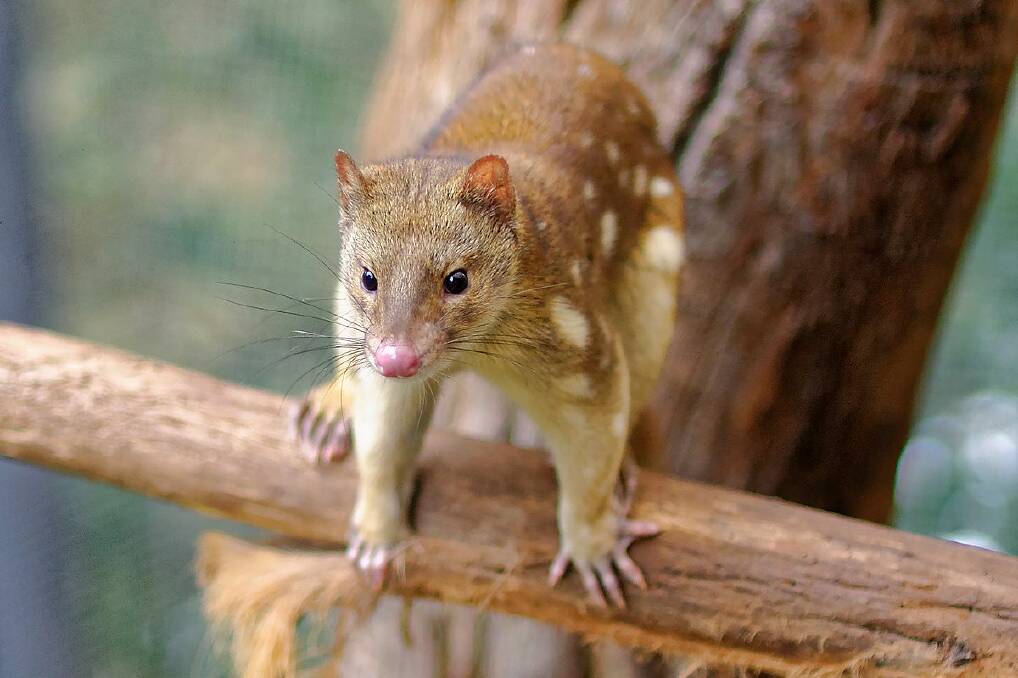 The spotted quoll is mainland Australia's largest marsuipial predator. It's about the size of a cat. 