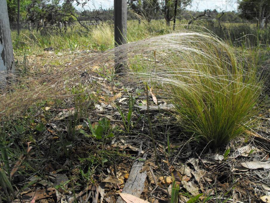 BIG PEST: Serrated tussock can be spread over 50 kilometres by the wind. Photo: supplied