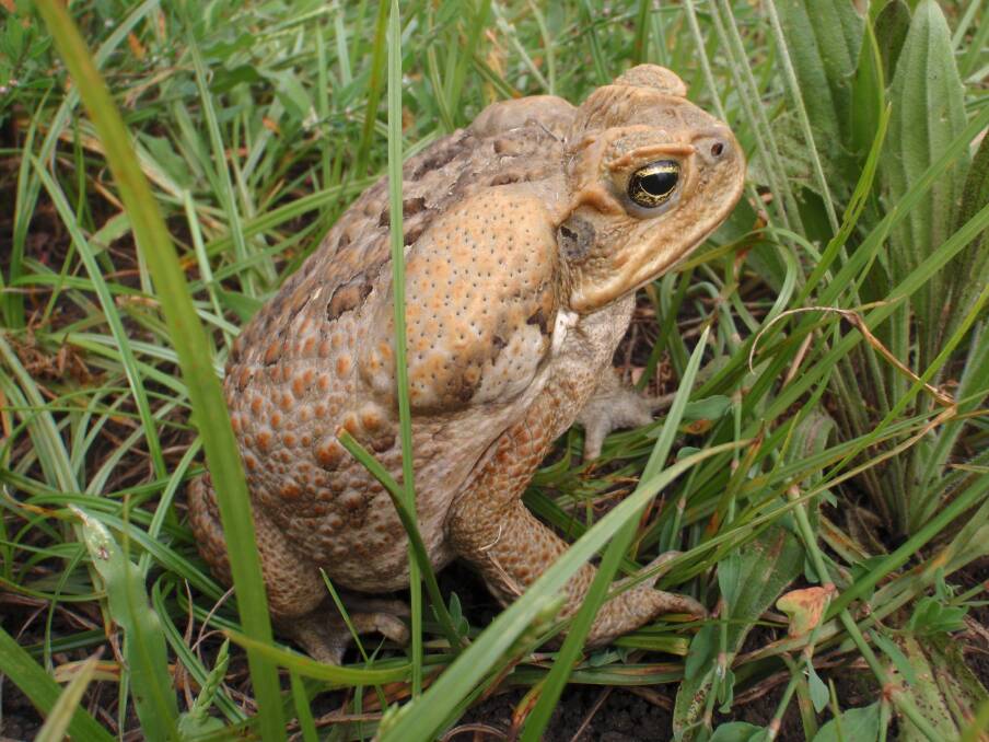 Nasty discovery: A cane toad has been discovered in North Tamworth, LLS said. Photo: Cathy Zwick